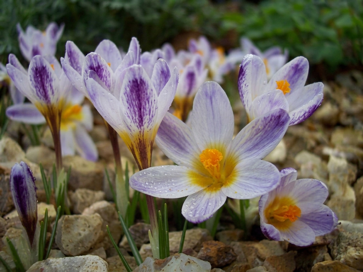 Crocus sieberi 'Ronald Ginns' 