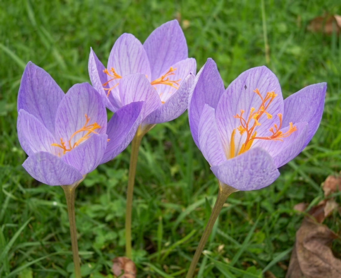 Crocus speciosus ssp. speciosus (AUT) 
