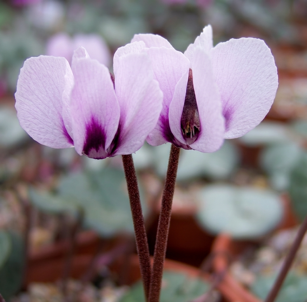 Cyclamen coum 'Album' (delivery September  to October)