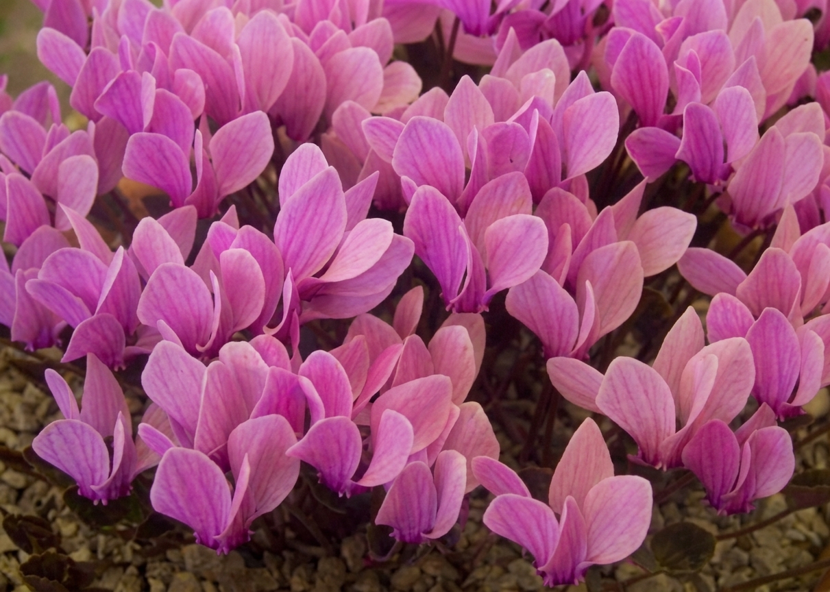 Cyclamen graecum