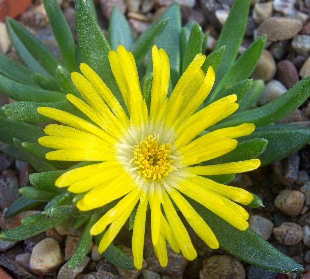 Delosperma congestum 