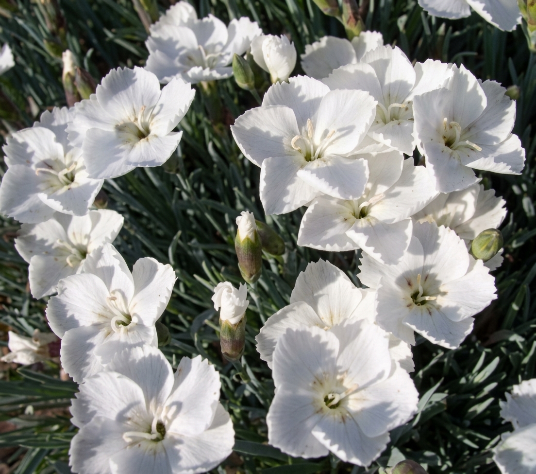 Dianthus 'Dewdrop'