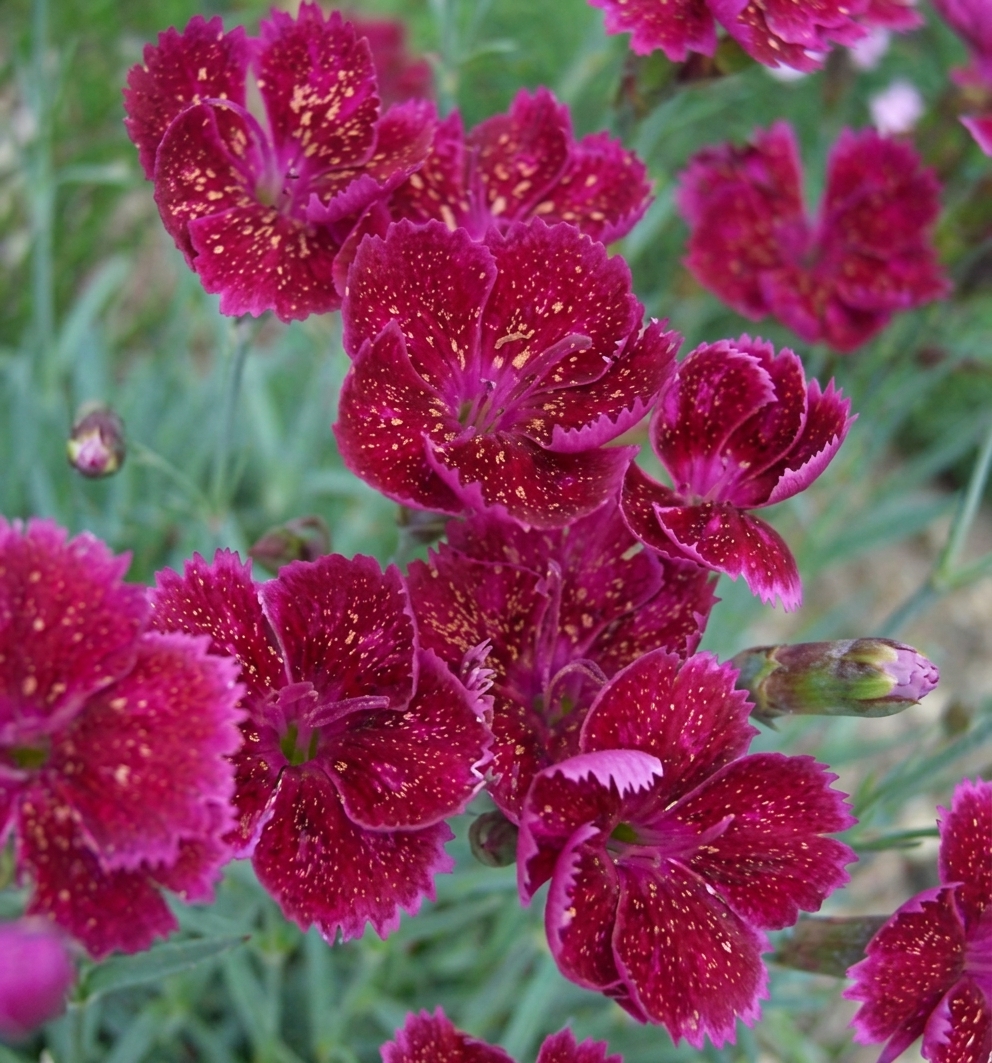 Dianthus 'Gold Dust' 