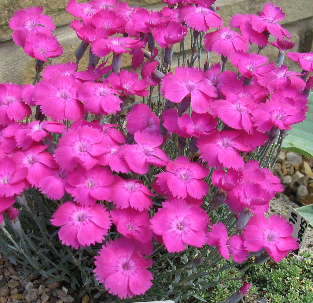 10 Dianthus selection