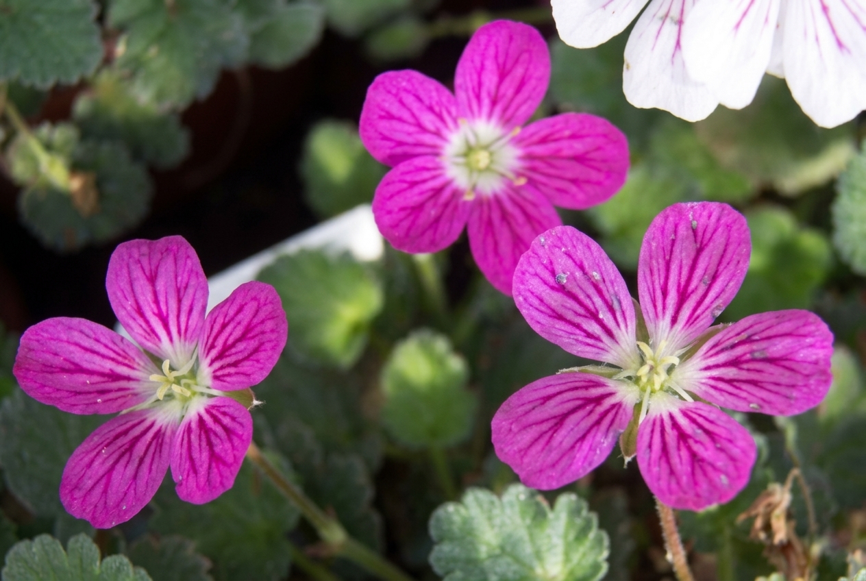 Erodium x variabile 'William Bishop'