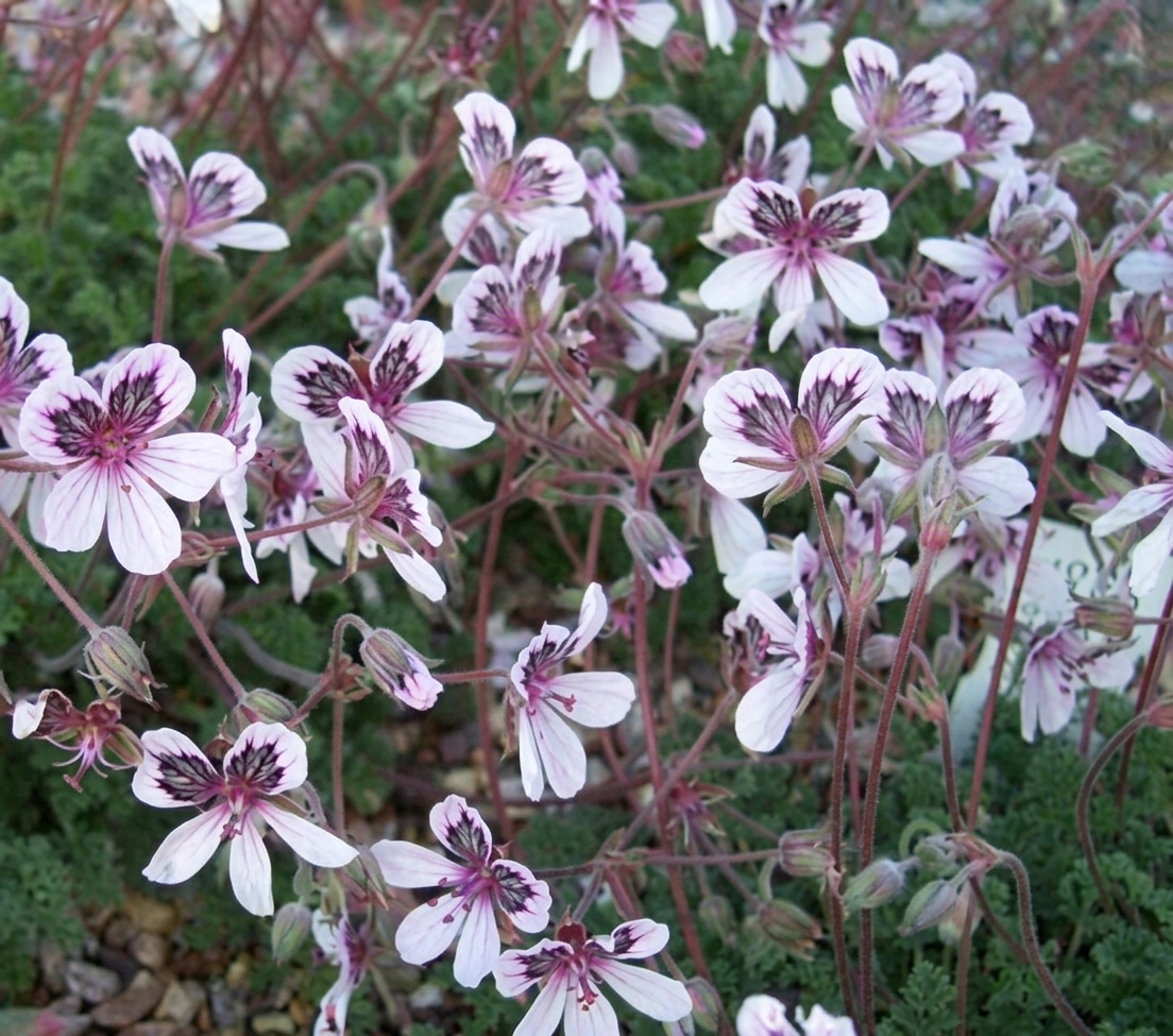 Erodium 'Katharine Joy'