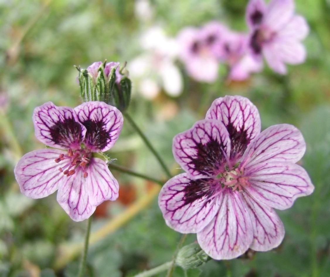 Erodium x kolbiana 'Natasha' 