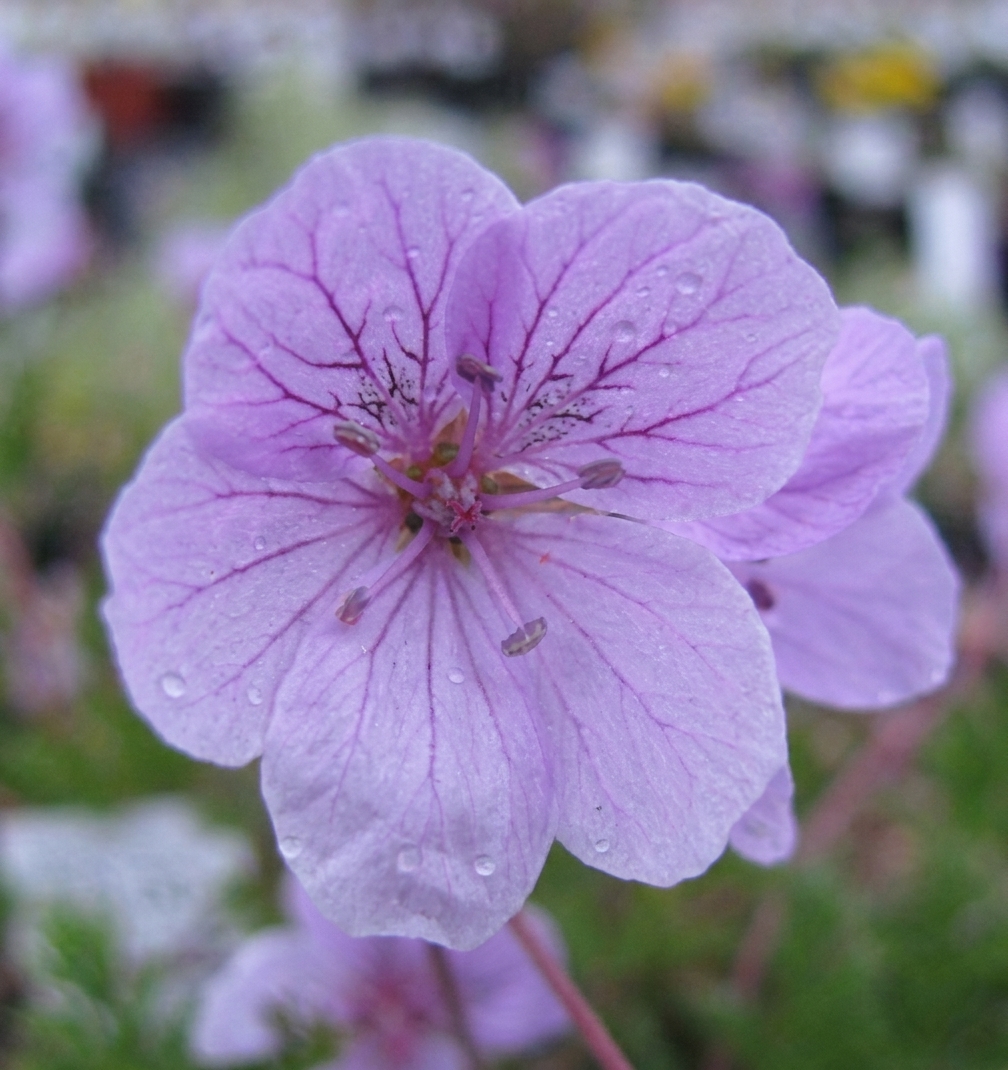 Erodium absinthoides 