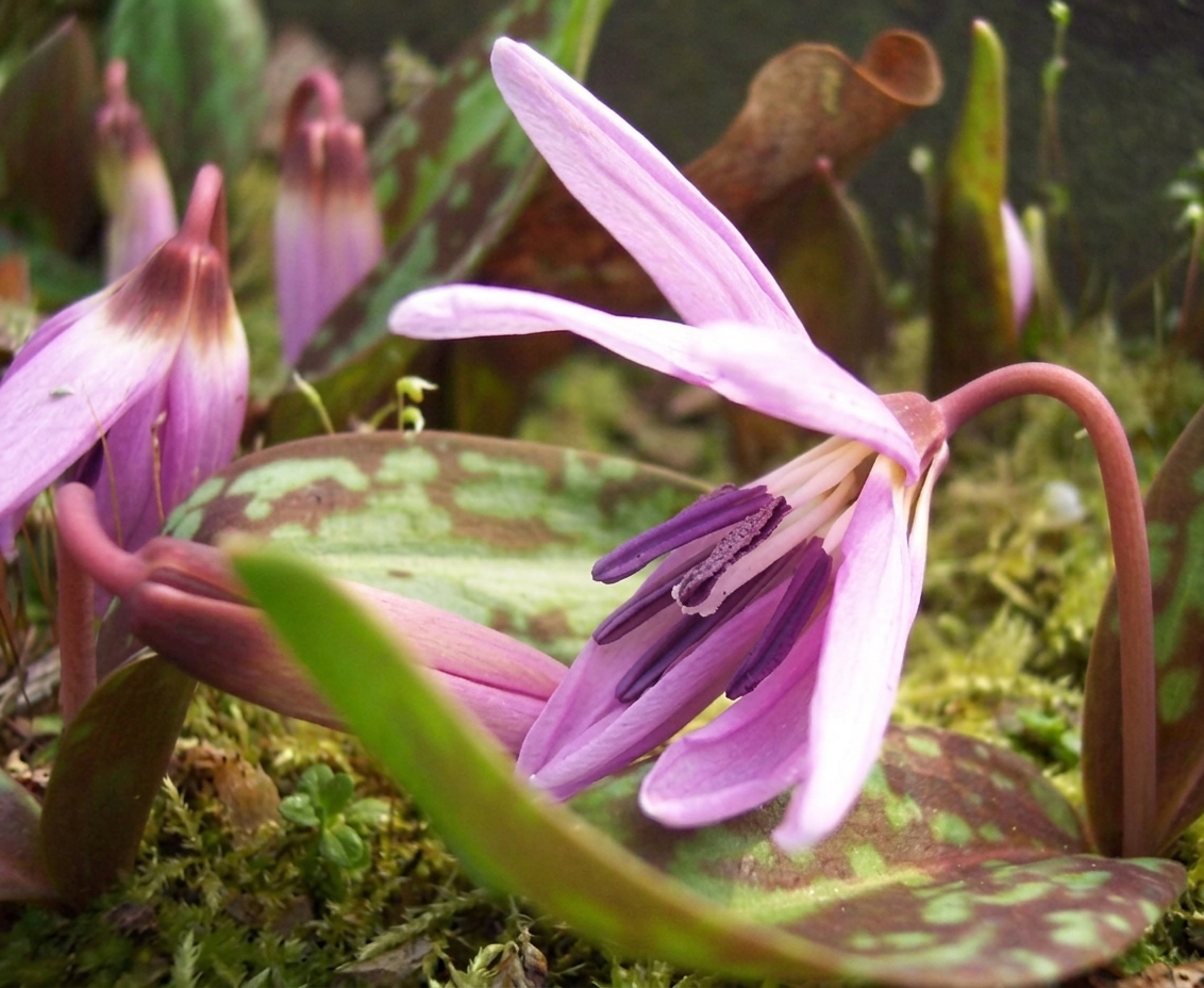 Erythronium dens-canis 'Lilac Wonder' 