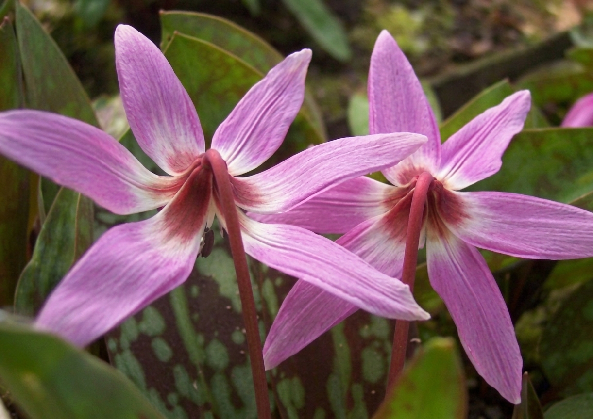 Erythronium dens-canis 'Purple King' 