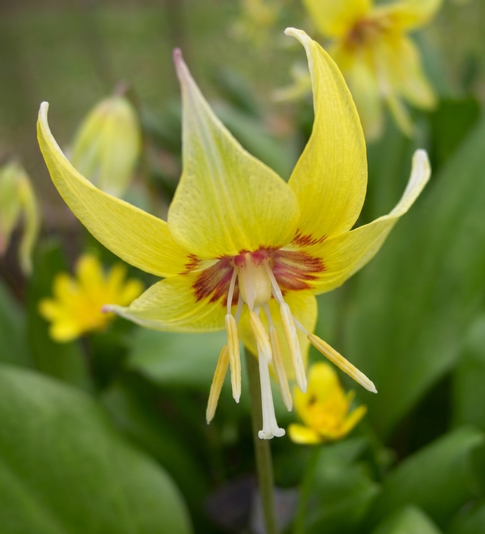 Erythronium Pagoda