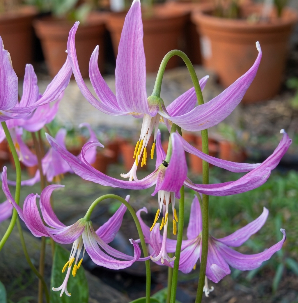 Erythronium revolutum