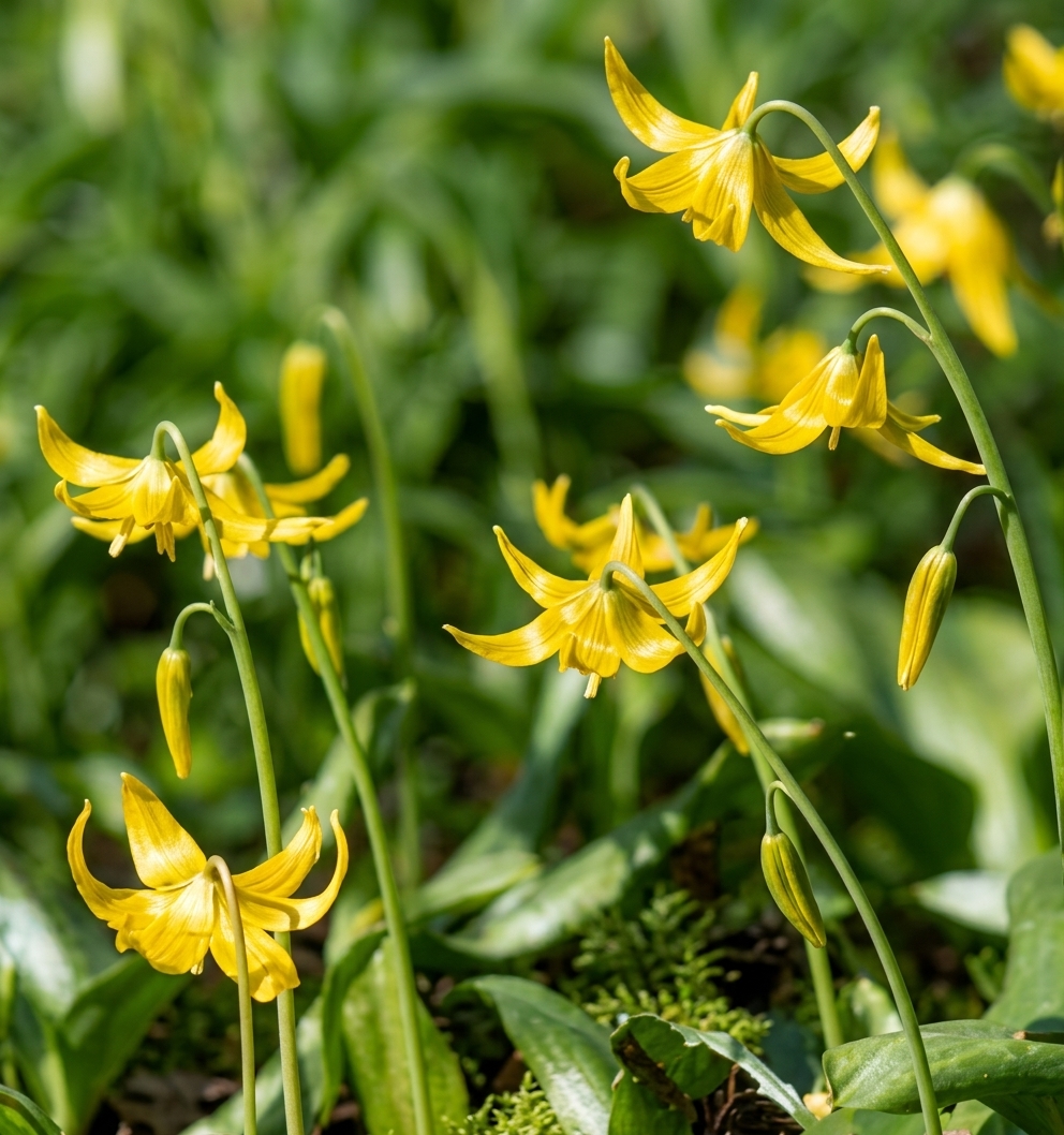 Erythronium tuolumnense