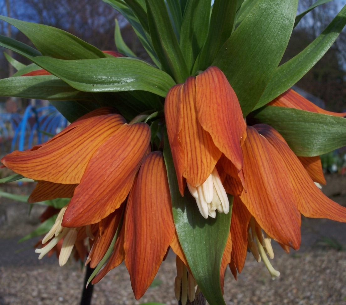 Fritillaria imperialis 'Aurora' 