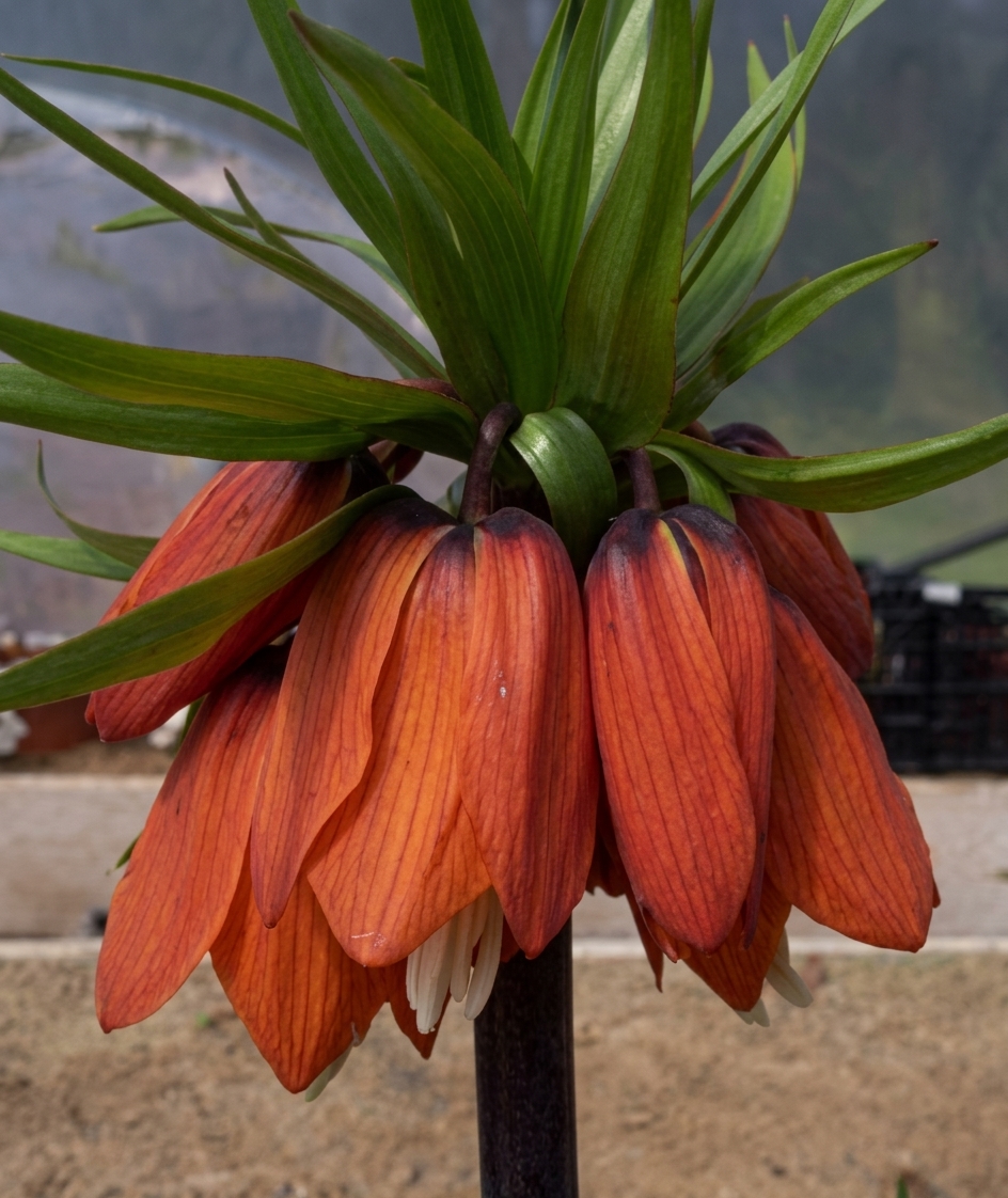 Fritillaria imperialis 'William Rex' 