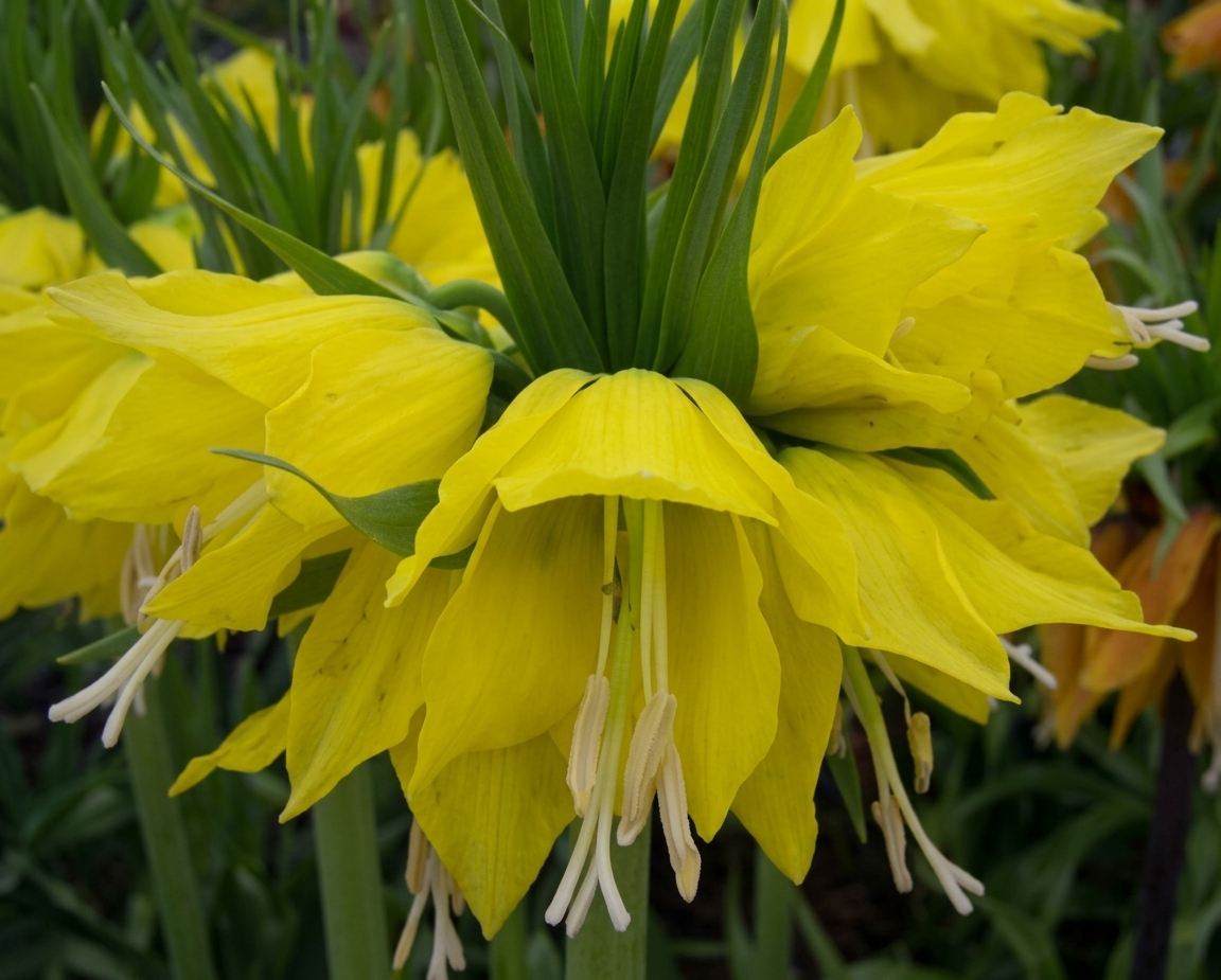 Fritillaria imperialis 'Maxima Lutea' 