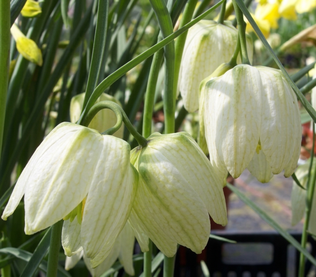 Fritillaria meleagris alba 'Aphrodite' 