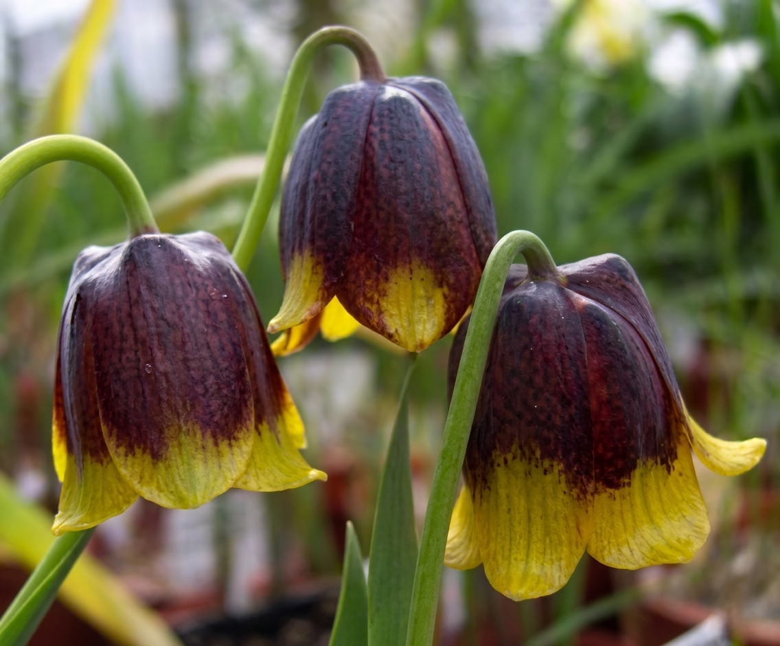 Fritillaria michaelovskyi 
