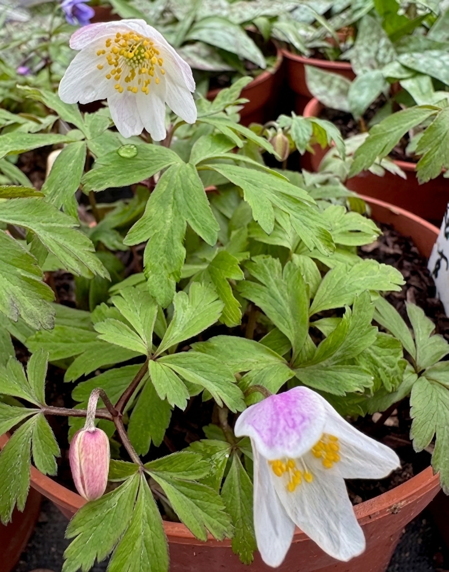 Anemone nemorosa 'Fruhlingsfee'