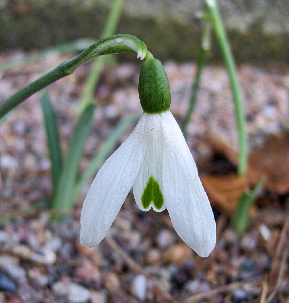 Galanthus peshmenii 