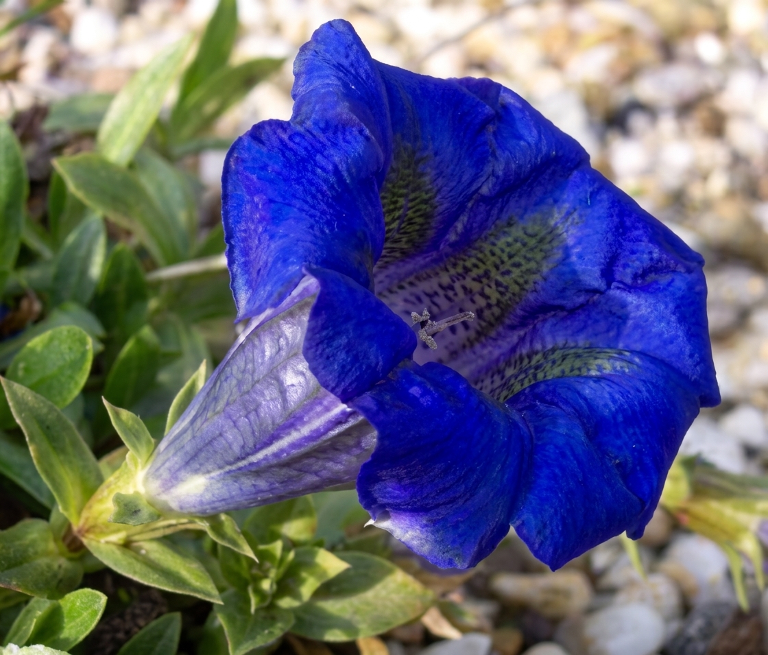 Gentiana acaulis 'Maxima Enzian'