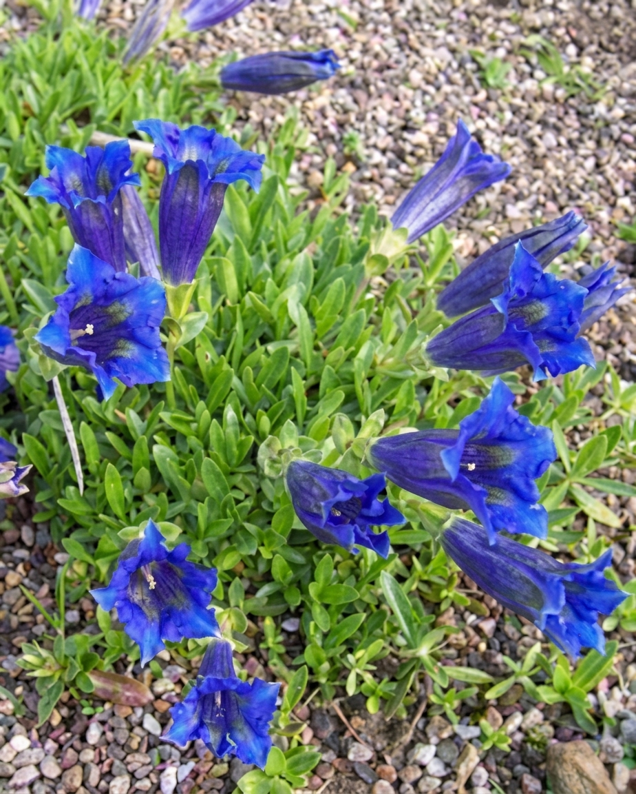 Gentiana acaulis 