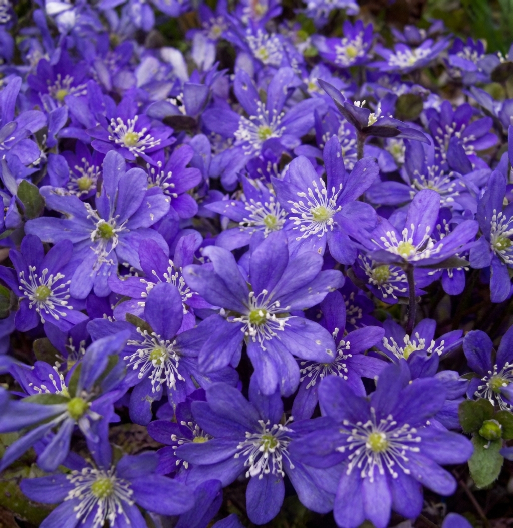 Hepatica nobilis