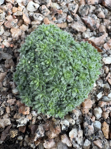 Draba mollissima 'Goteborg' 