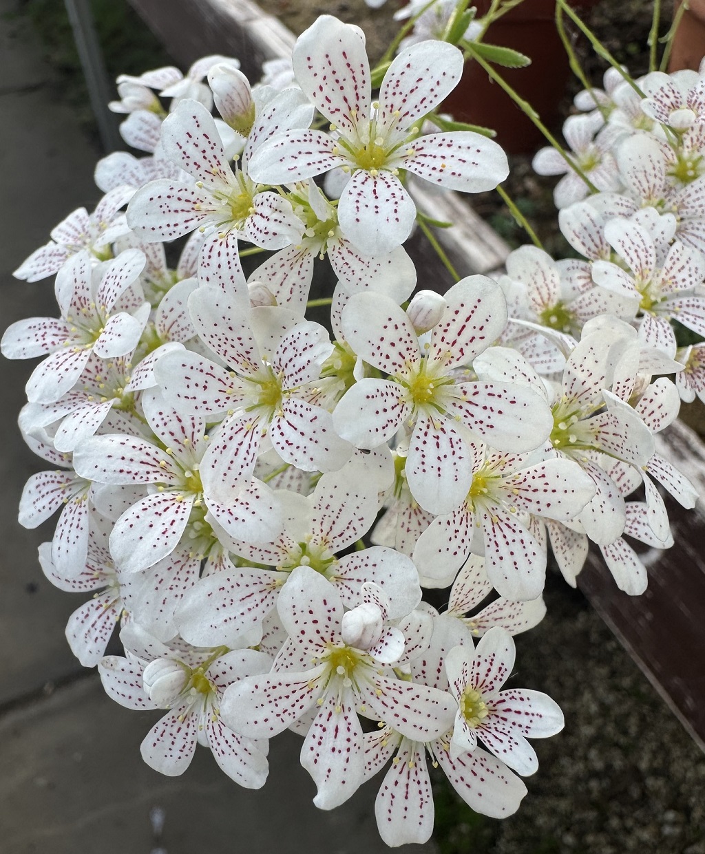Saxifraga 'Alan Hayhurst' 