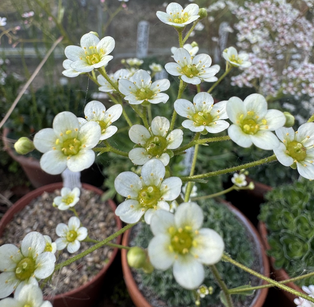Saxifraga paniculata 'Benny'