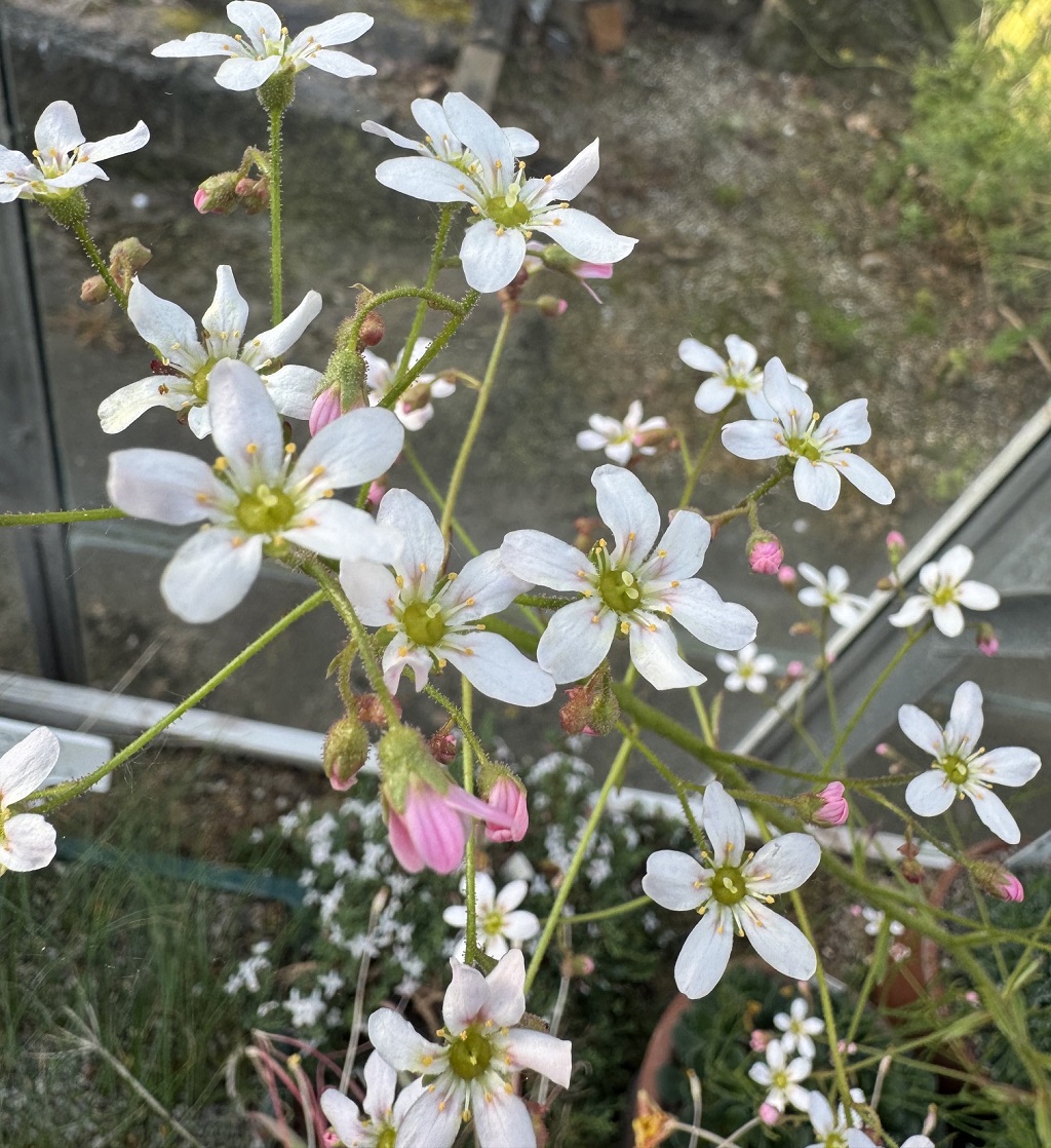 Saxifraga 'Dawn Mist'