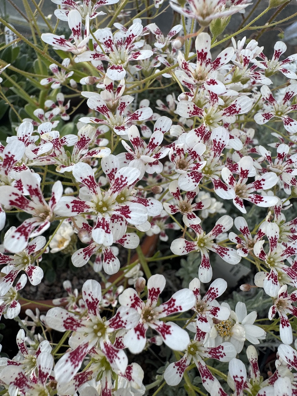 Saxifraga 'Southside Star'