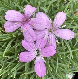 Dianthus species ACW2116 