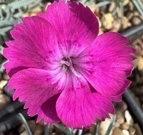 Dianthus 'Baby Lom'