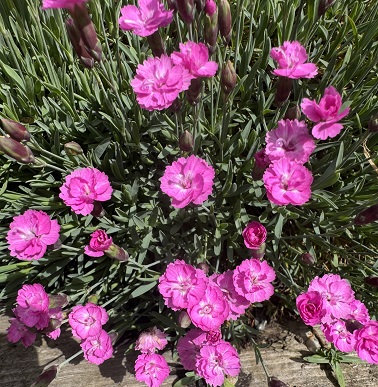 Dianthus 'Pink Jewel' 