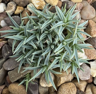 Dianthus strictus ssp pulchellus