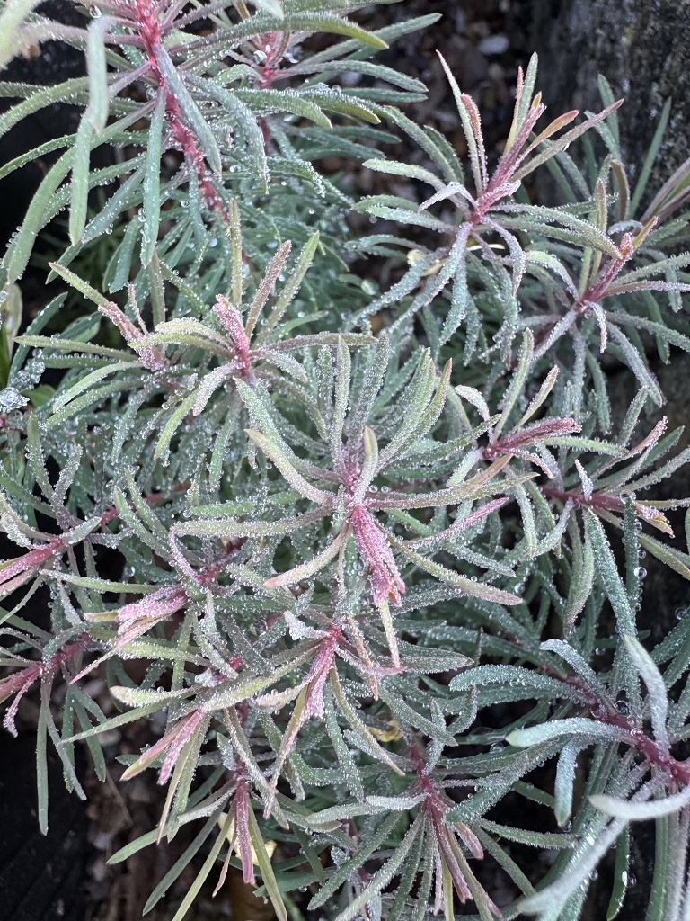 Euphorbia cyparissias 'Fens Ruby'