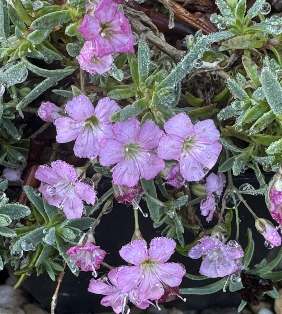 Gypsophila repens 'Dorothy Teacher'