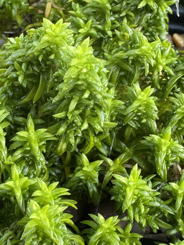 Phlox austromontana 