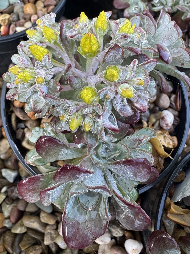 Sedum spathulifolium 'Purpureum'