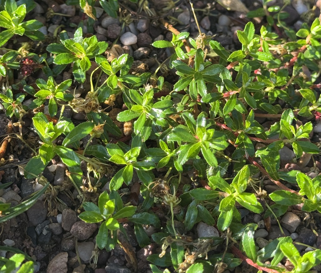 Salix hylematica