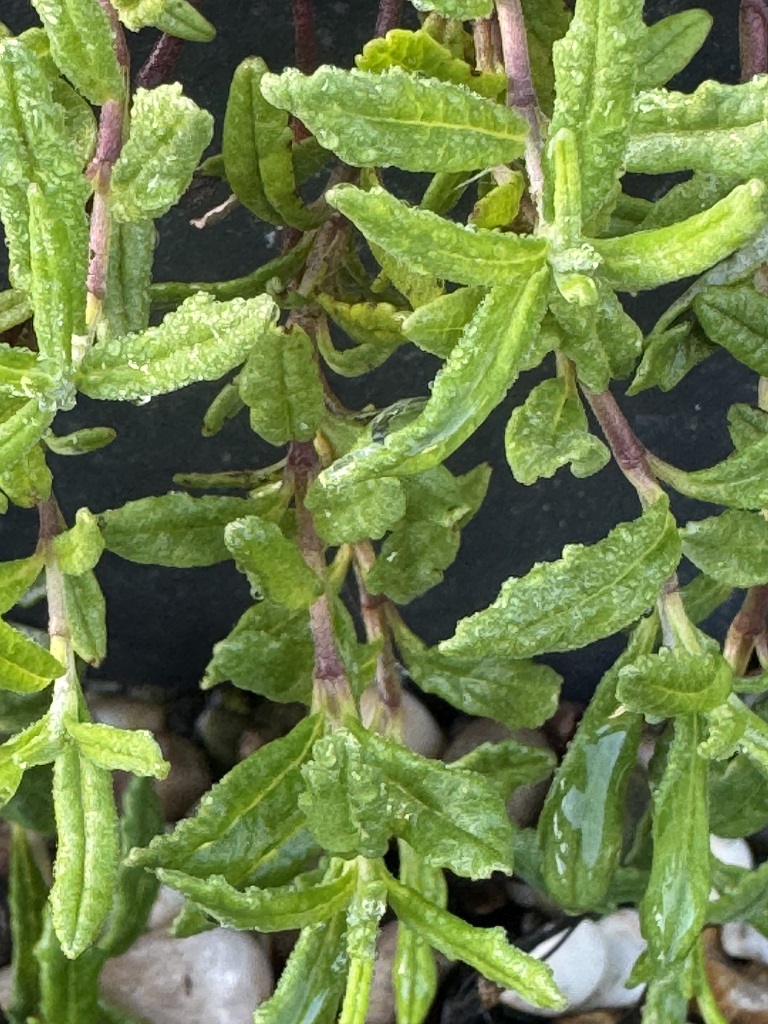 Teucrium montanum