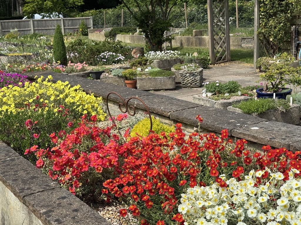 10 Helianthemum Selection