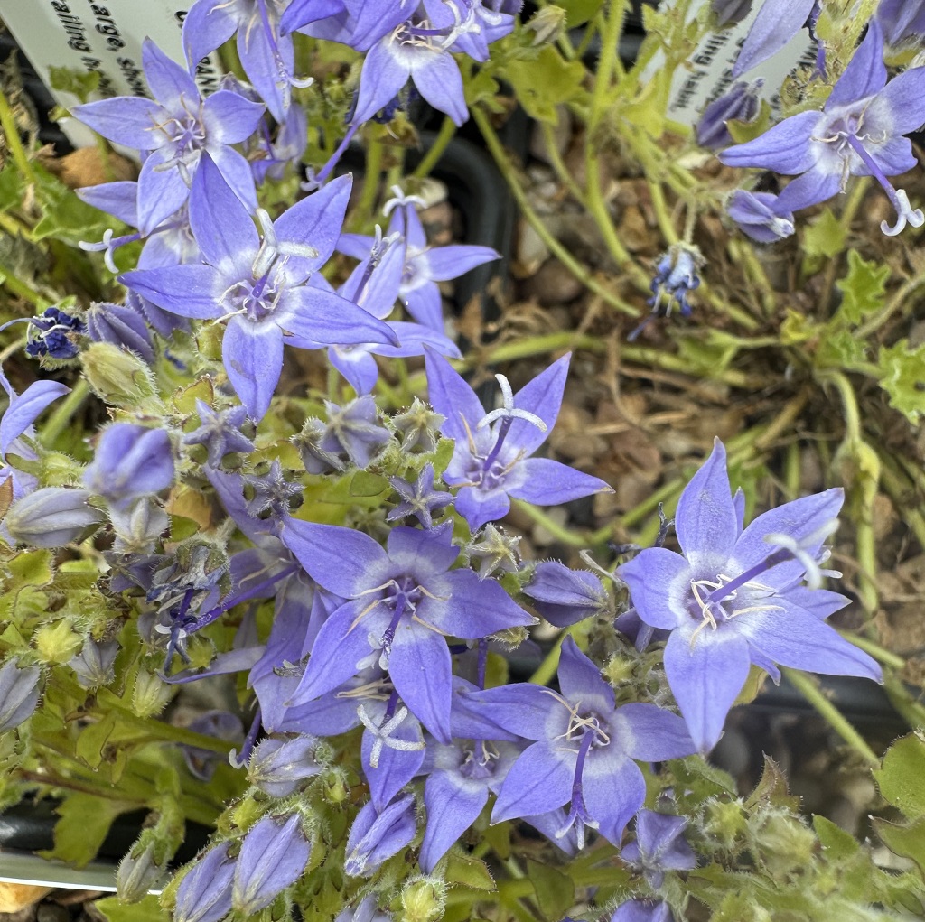 Campanula 'E. K. Toogood'
