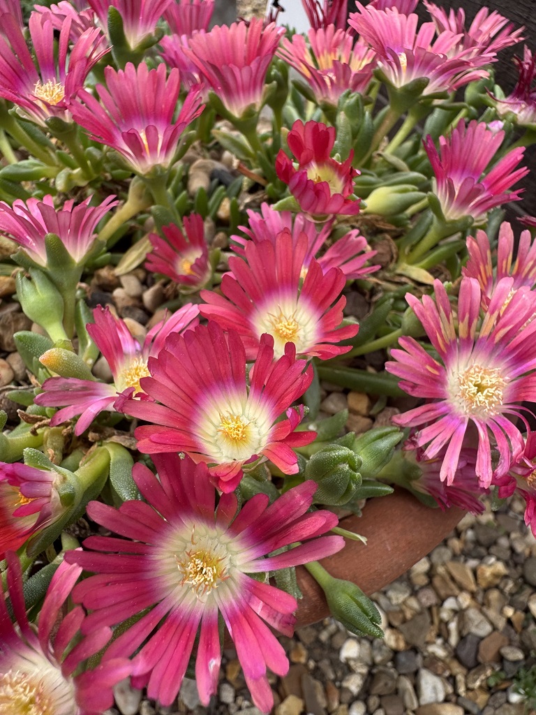 Delosperma 'Red Mountain' 