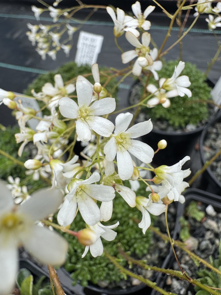 Saxifraga cochlearis Pseudo-valdensis