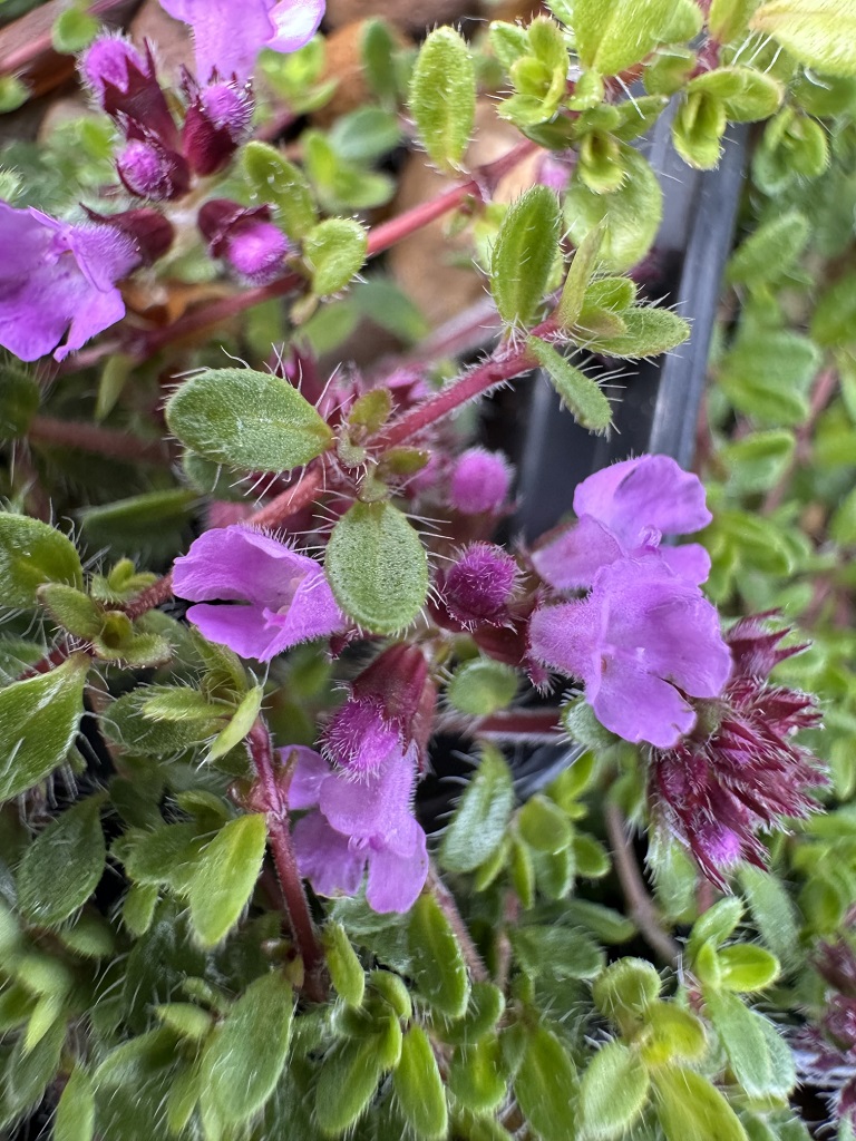 Thymus 'Bressingham Pink'