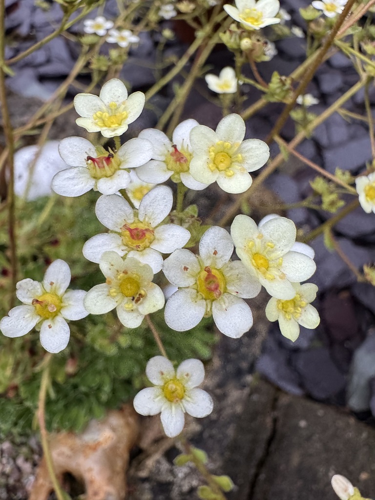 Saxifraga paniculata 'Benny'