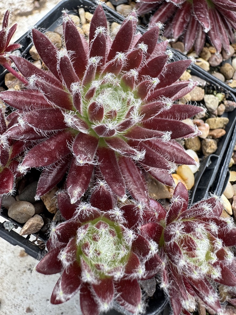 Sempervivum arachnoideum Rubrum