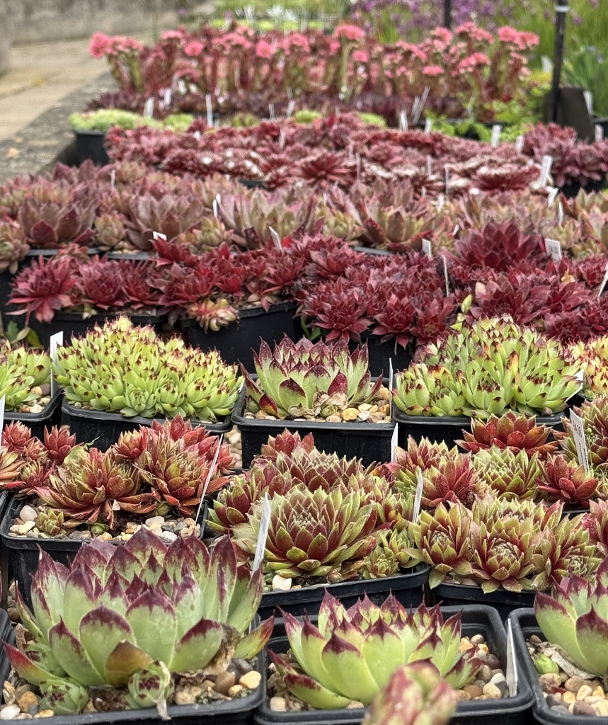 10 Sempervivum Selection